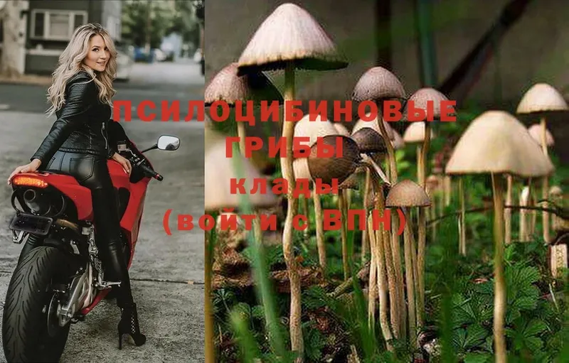 дарк нет клад  Славянск-на-Кубани  Галлюциногенные грибы MAGIC MUSHROOMS 